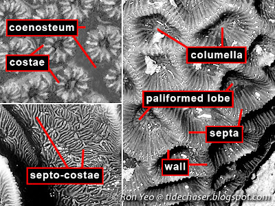 Parts of a corallite