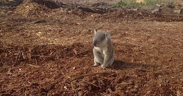 Shocking Pictures Of A Confused Koala After Finding Out Its Home Has Been Cut Down