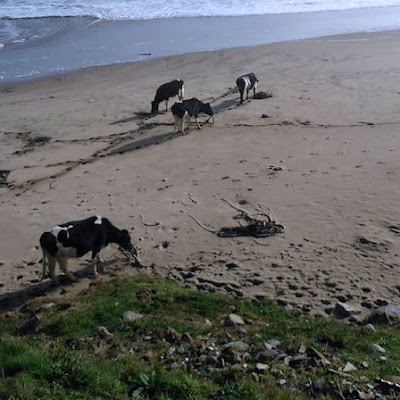 Alga cochayuyo en playa. Vacas comiéndola.