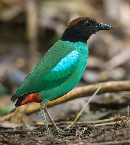 Indian birds - Picture of Western Hooded pitta - Pitta sordida