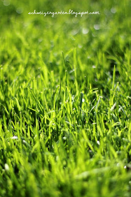 Ein Schweizer Garten: Vertikutiert ihr noch, oder düngt ihr schon?