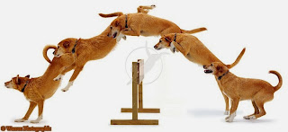 salto de cães