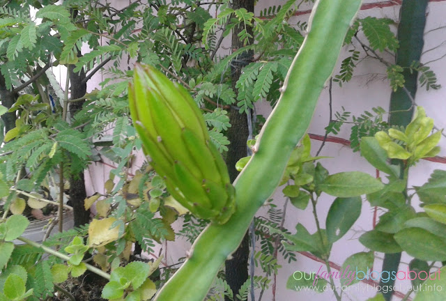 dragon fruit, gardening, home, home and living, how to grow dragon fruit in pots, tips on growing dragon fruit, pitaya, dragon fruit flower