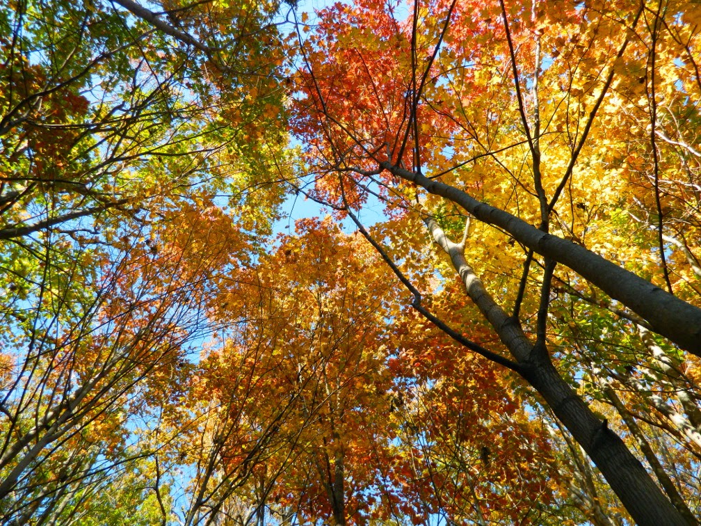 Autumn foliage Taylor Creek Park by garden muses-not another Toronto gardening blog Autumn foliage Taylor Creek Park by garden muses-not another Toronto gardening blog