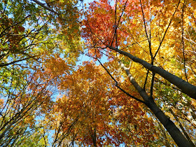 Autumn foliage Taylor Creek Park by garden muses-not another Toronto gardening blog