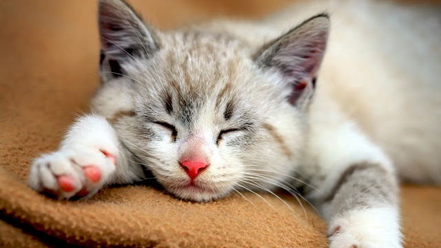 Cute Kitten Sleeping Cute Kitten Sleeping