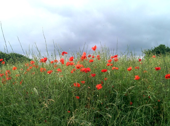 Picture of poppies in a field along Walk 44: Bramfield Loop