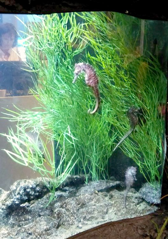 Pennsylvania & Beyond Travel Blog Atlantic City Aquarium at Historic