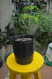 Moringa oleifera desde semilla