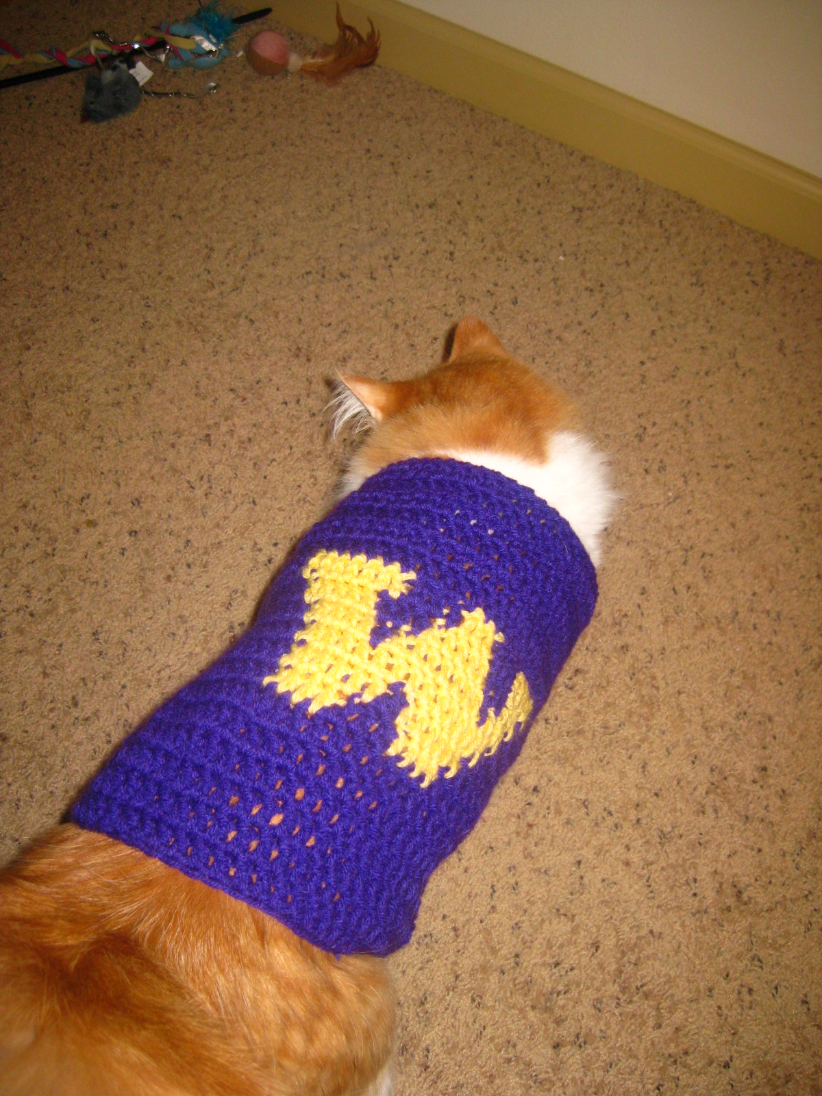 Live. Love. Laugh. Husky Cat!!