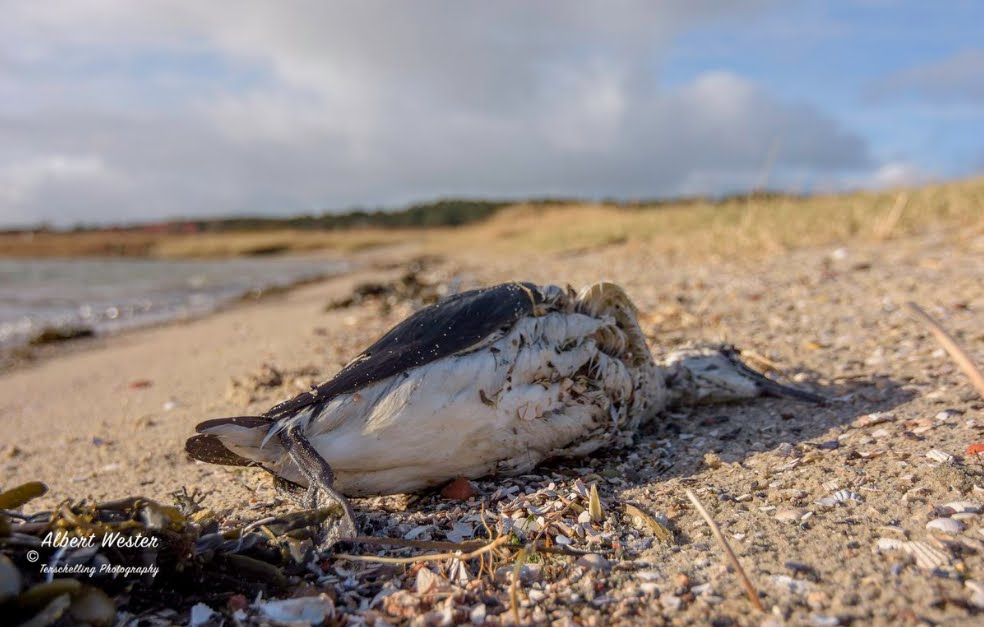 Mistero in Olanda, inspiegabile morte di uccelli marini.