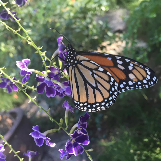 Arizona Families Tucson Botanical Gardens Butterfly Magic {Giveaway}