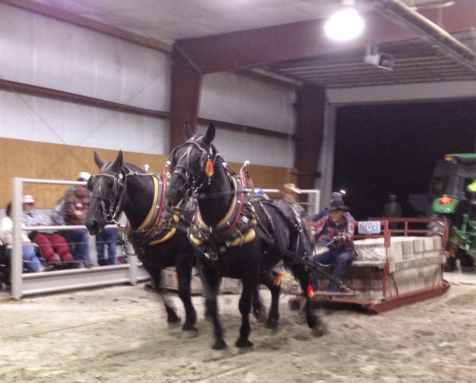 Amish Horses Horse Pull in Photos
