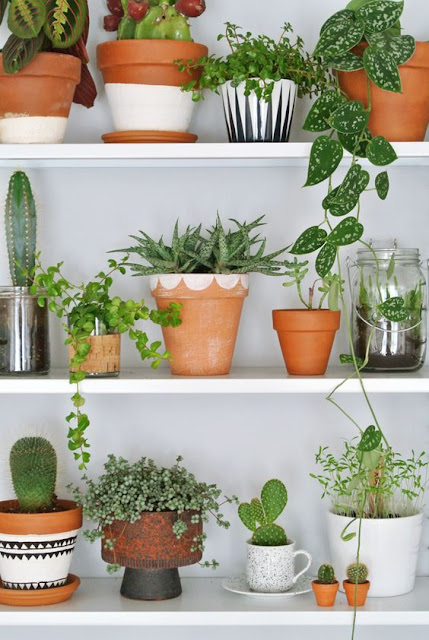 plantas-na-decoração-ideas
