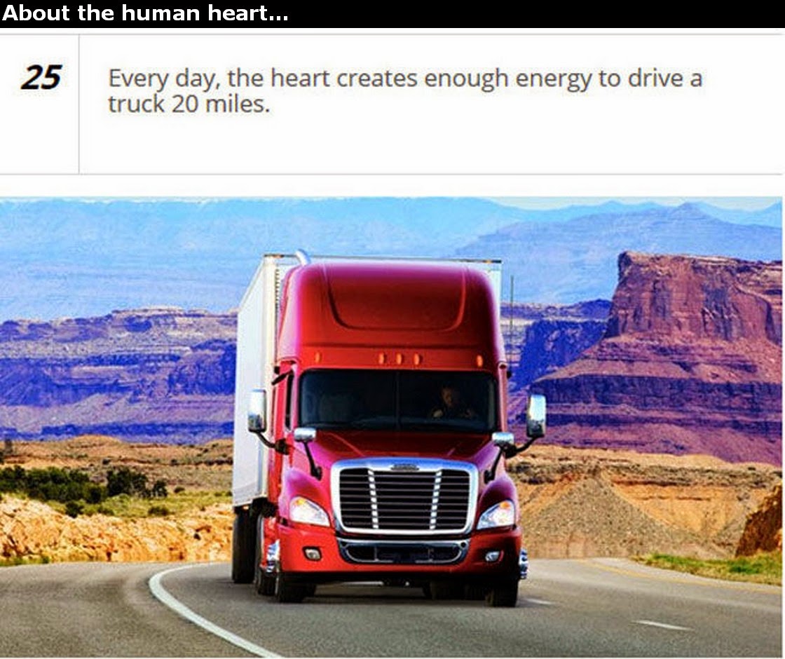 Chuck's Fun Page 2 Human Heart trivia 25 images