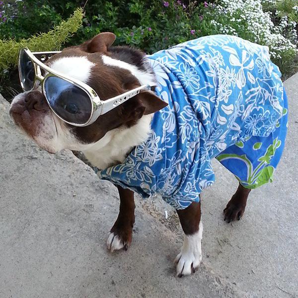 20 em chó có phong cách thời trang "chất chơi người dơi" hơn cả bạn