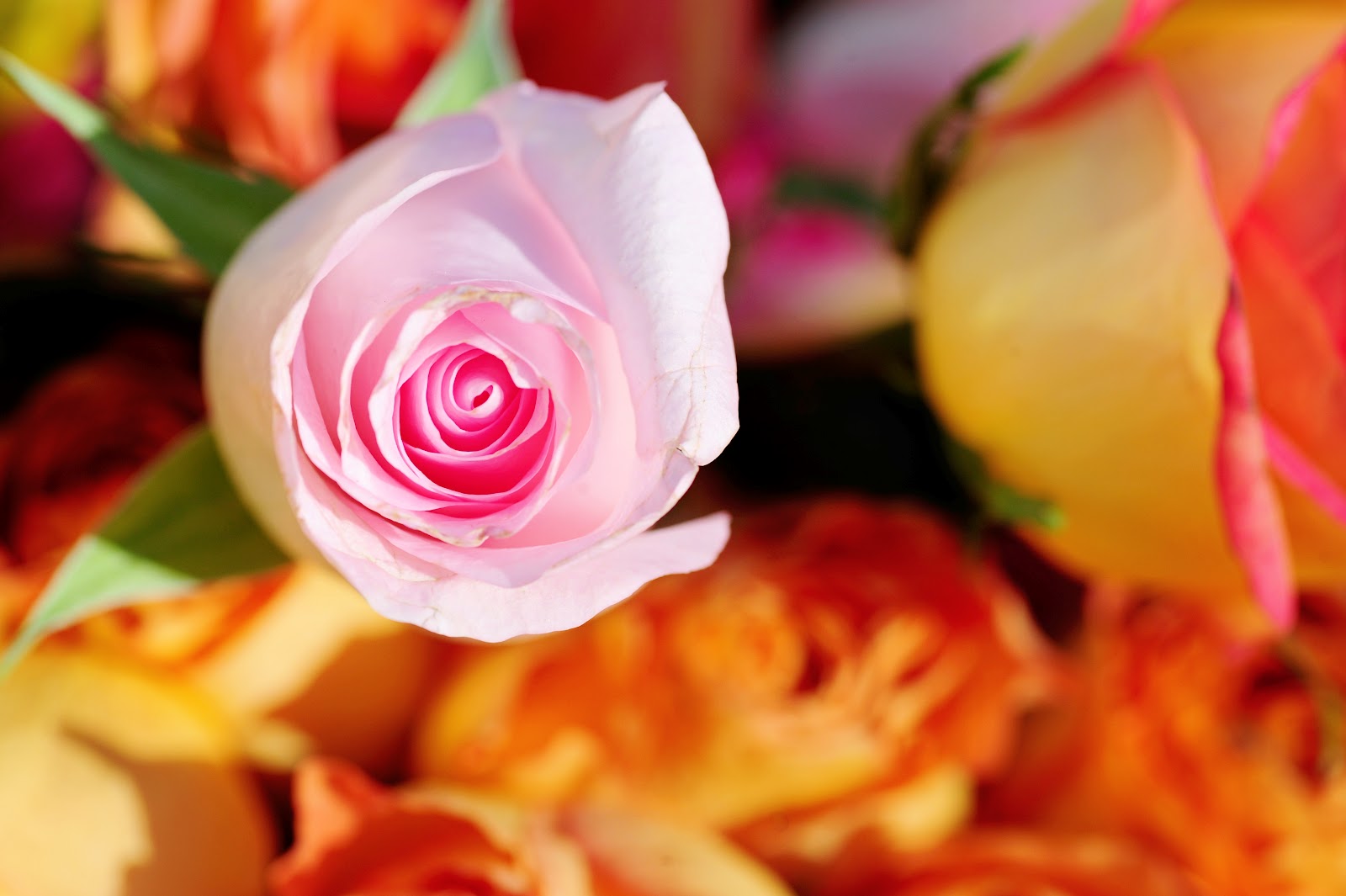 Simply Flowers All the flowers of tomorrow, are the seeds of today