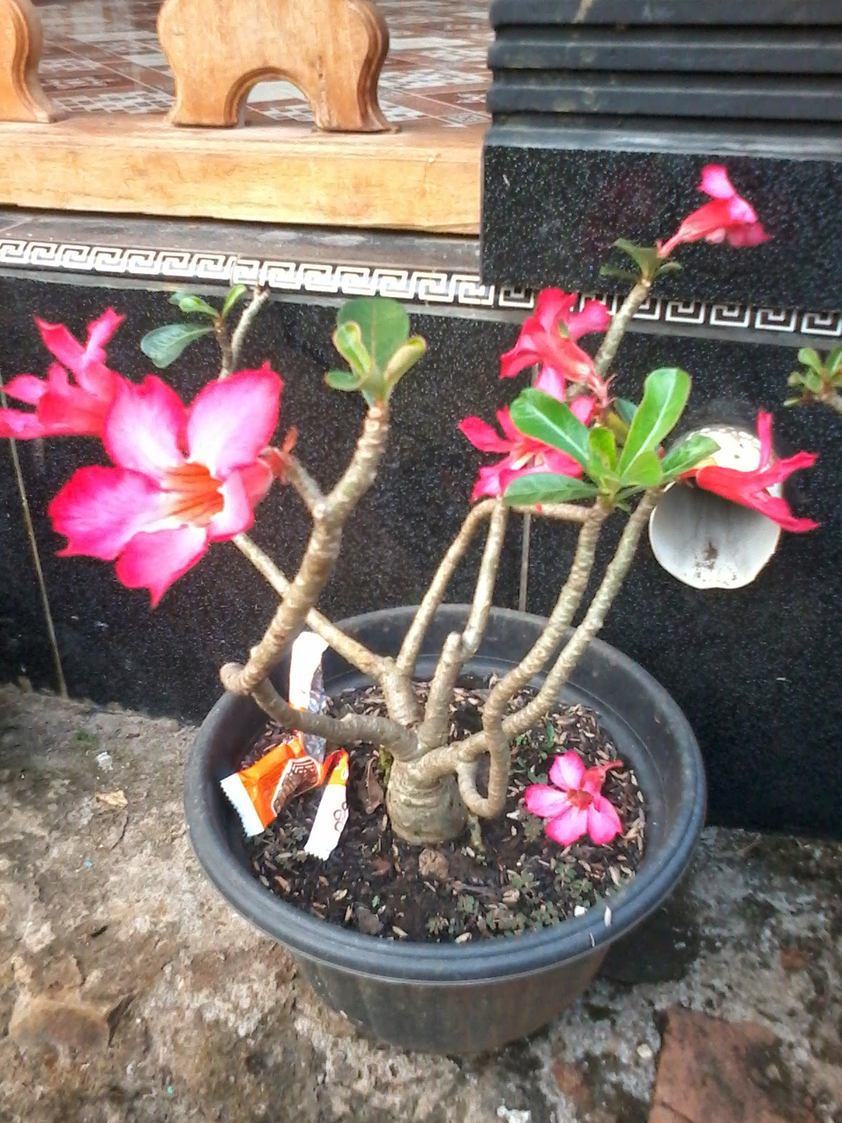 Bunga Adenium / Kamboja Jepang ~ Arya Flower Landscape