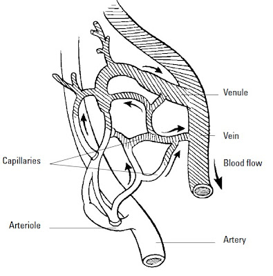 Anatomy Made Easy: July 2012