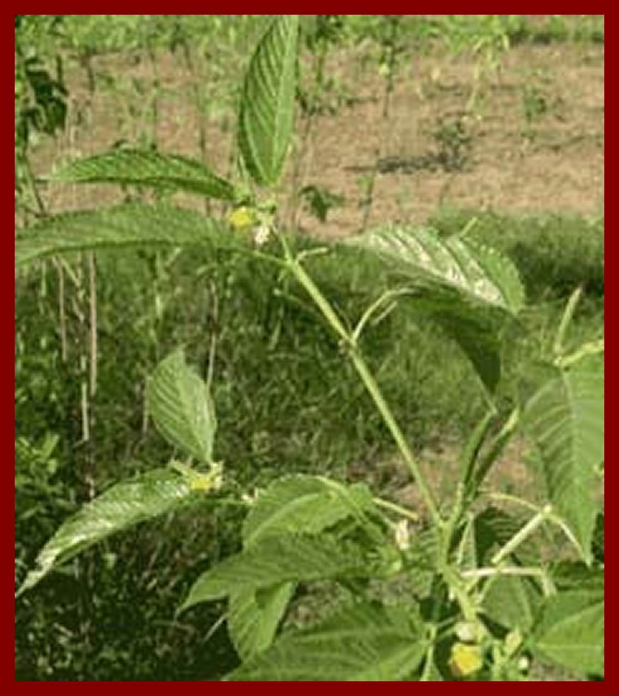Indian Jute Medicinal use / Herbal Use of Jute ( Jute Leaves, etc.)