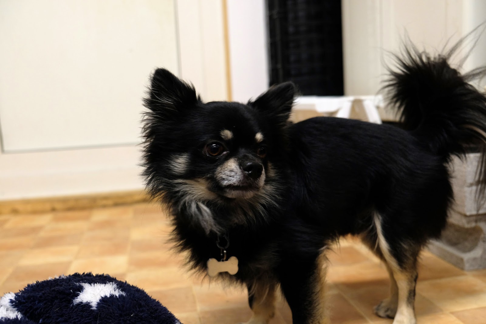 Pet Hotel 11 お庭番のブログ 犬とたわむれる奇跡のオオカミ Romeo に起きた悲劇