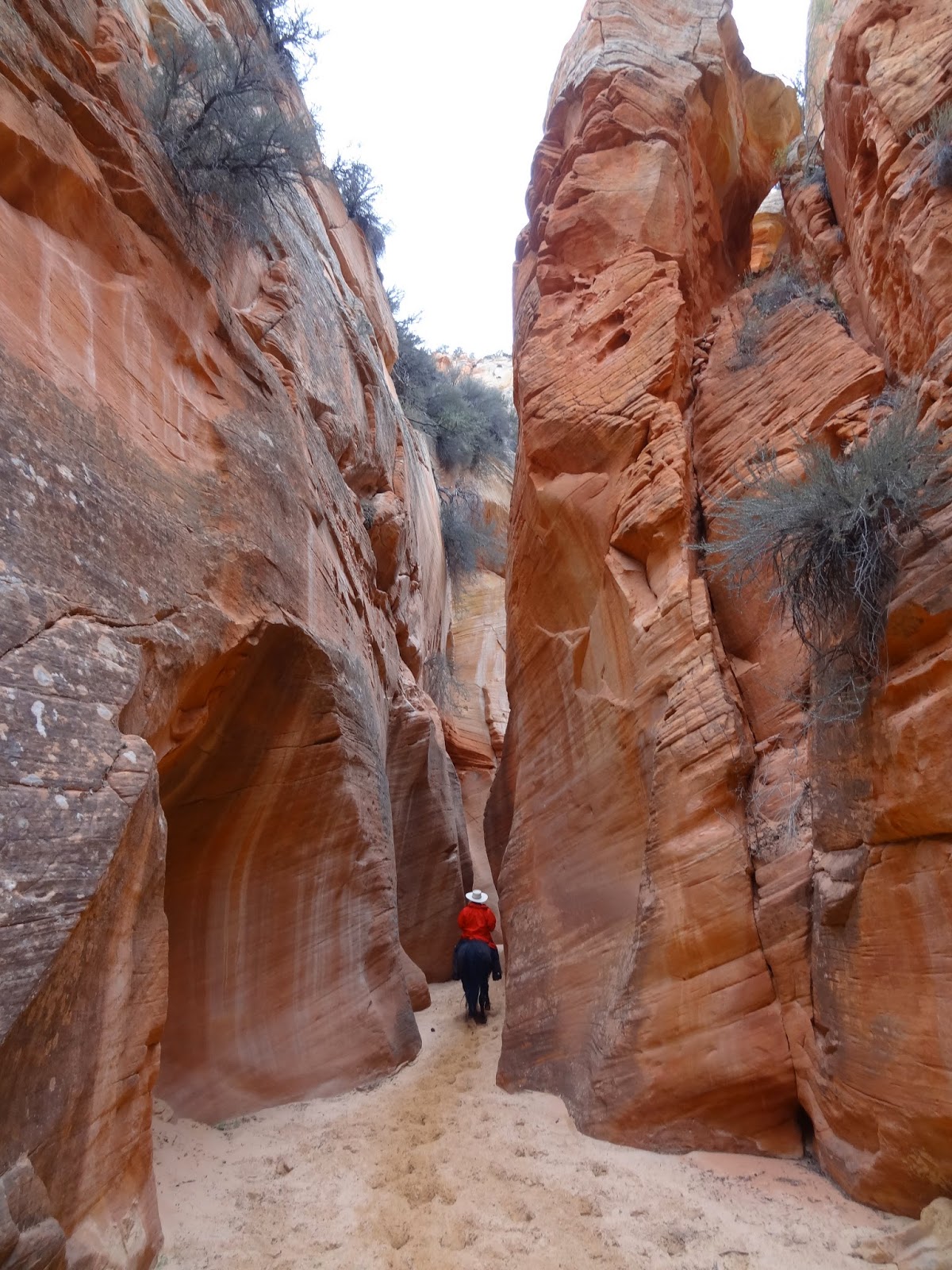 Dream Packer Trail Adventures East Fork of the Virgin, Utah
