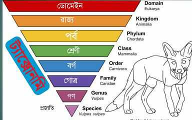 Class 9 |হায়ারার্কি | লিনিয়ান হায়ারার্কি। ট্যাক্সোনমি কি বা কাকে বলে ? ট্যাক্সোনমির জনক কে | ক্যারোলাস লিনিয়াস | নবম শ্রেণীর প্রশ্ন উত্তর