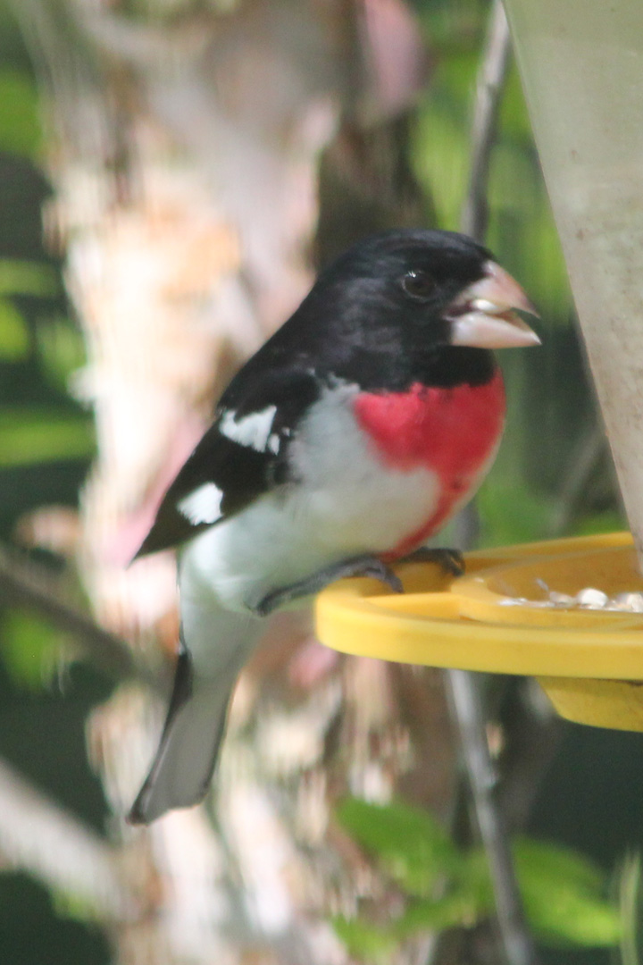 JBigg Life in Kentucky