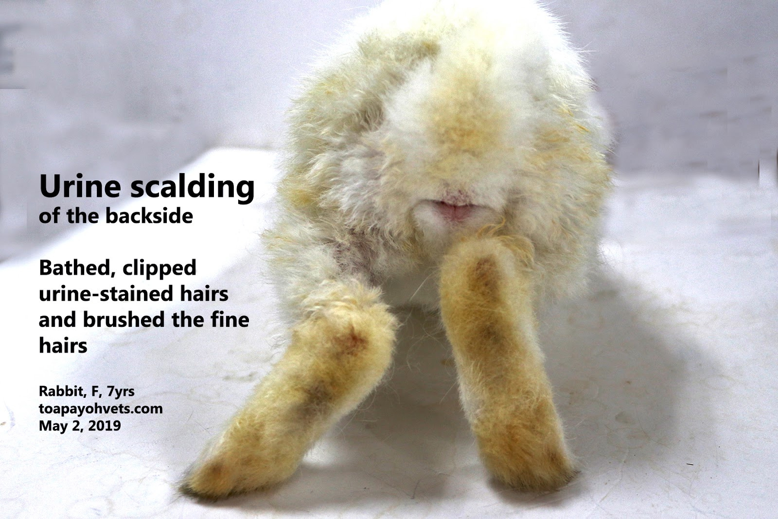 Veterinary, Photography and Travel Stories for vet students and pet