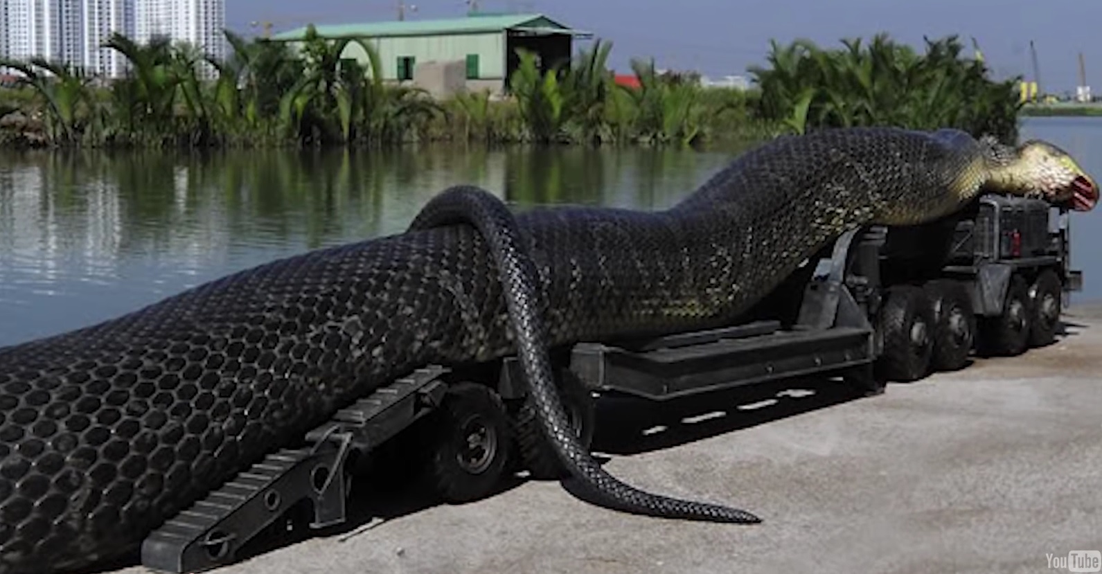 Самая большая змея видео. Анаконда змея. Анаконда змея самая большая. Самая большая Анаконда 41м. Амазонка река Анаконда.