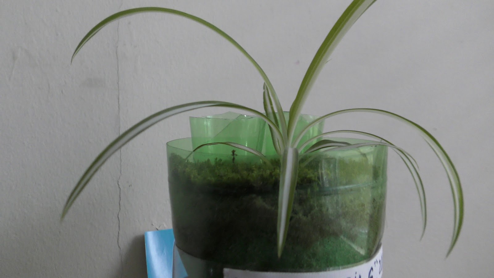 Random Bits Growing Spider Plant on Top of Aquarium