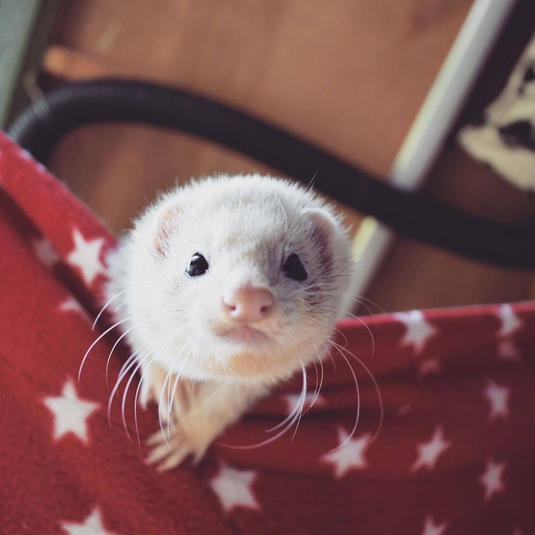 Ferret Forest How To Set Up Your First Ferret Cage