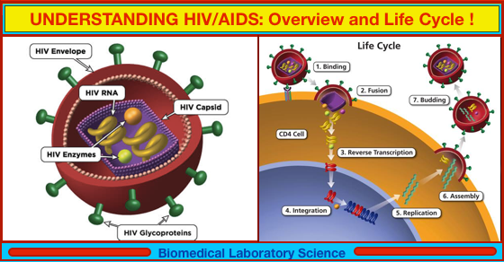AIDS stands for acquired immunodeficiency syndrome. AIDS is the most ...