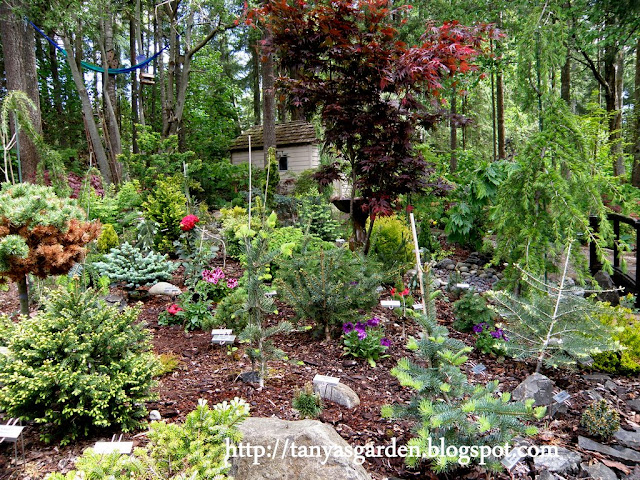 MySecretGarden: Garden of the Conifer Collector. Part 1