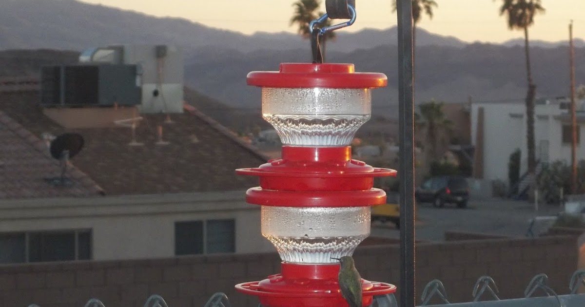 Kelley's Realm of Writing: Monday Musings: My new backyard pets