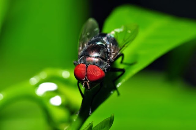 10 impresionantes macro fotografias de insectos.