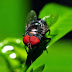 10 impresionantes macro fotografias de insectos.