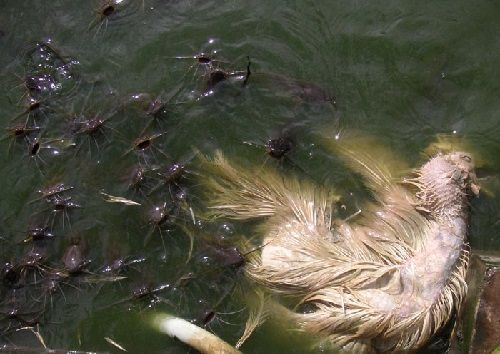 Lokasi Budidaya Ikan Keli Yang Bagus Dan Strategi Untuk Pemula