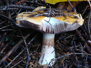 Cortinarius varius DSC69862