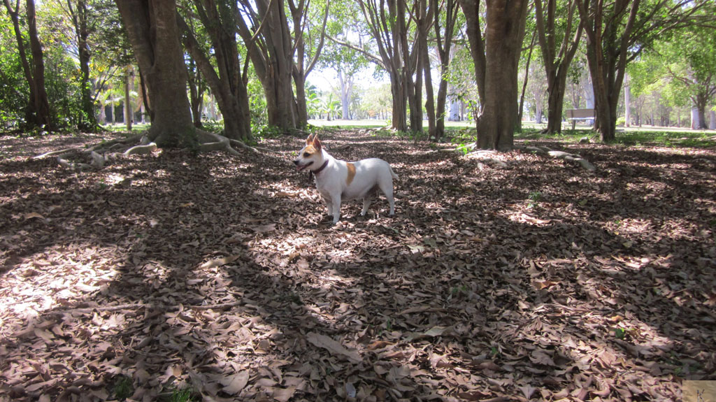 Top Dog Walks & Parks around Brisbane Australian Dog Lover