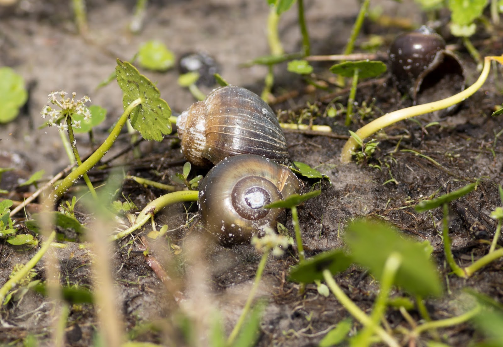 Pixie Birding Florida Birding Trip Report Day 3 (Mead Botanical