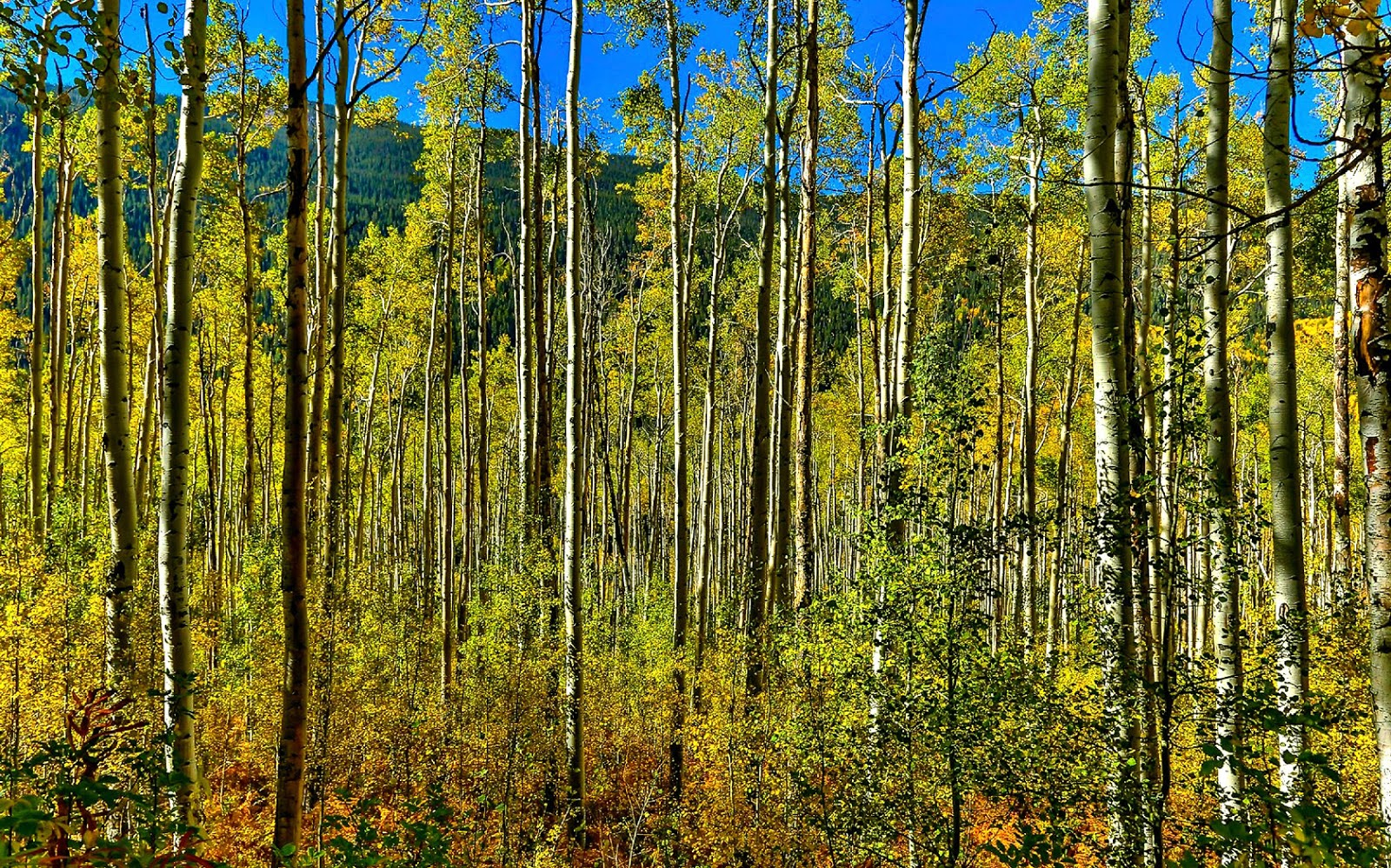 Travel & Adventures United States of America. A voyage to the nature