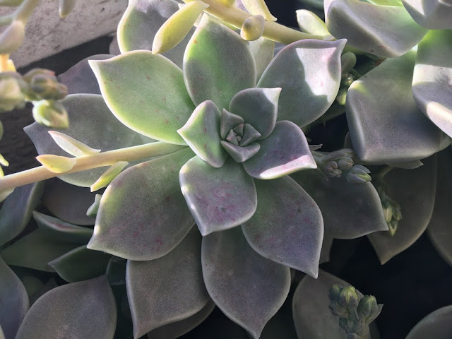 Planta-Fantasma (Graptopetalum paraguayense)