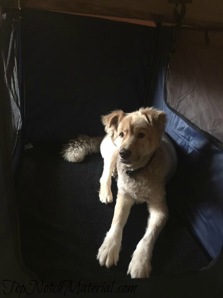 Top Notch Material Dogit Deluxe Soft Dog Crate Perfect for Travel