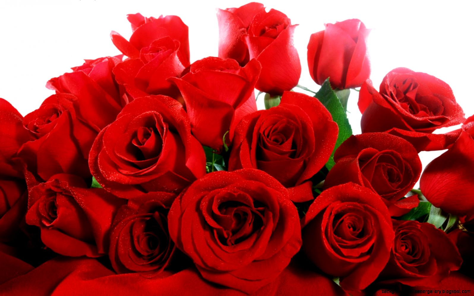 Red Valentine Roses Wallpapers  HD Wallpapers