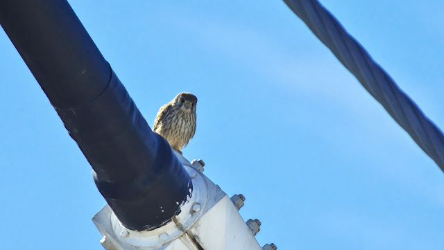 地球の核近くに予期せぬ構造物を発見