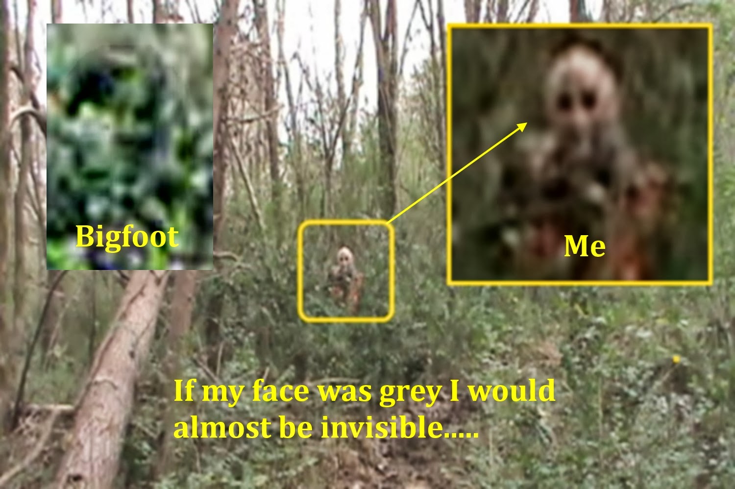 The Bigfoot Field Journal Bigfoot Research My First Back Trail