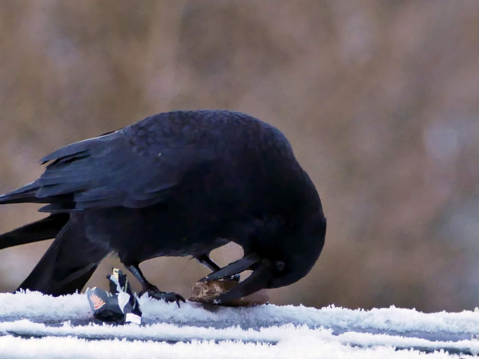 Ворона. Ворон летит. Демон тенгу. Ворон самка и самец. Драный ворон.