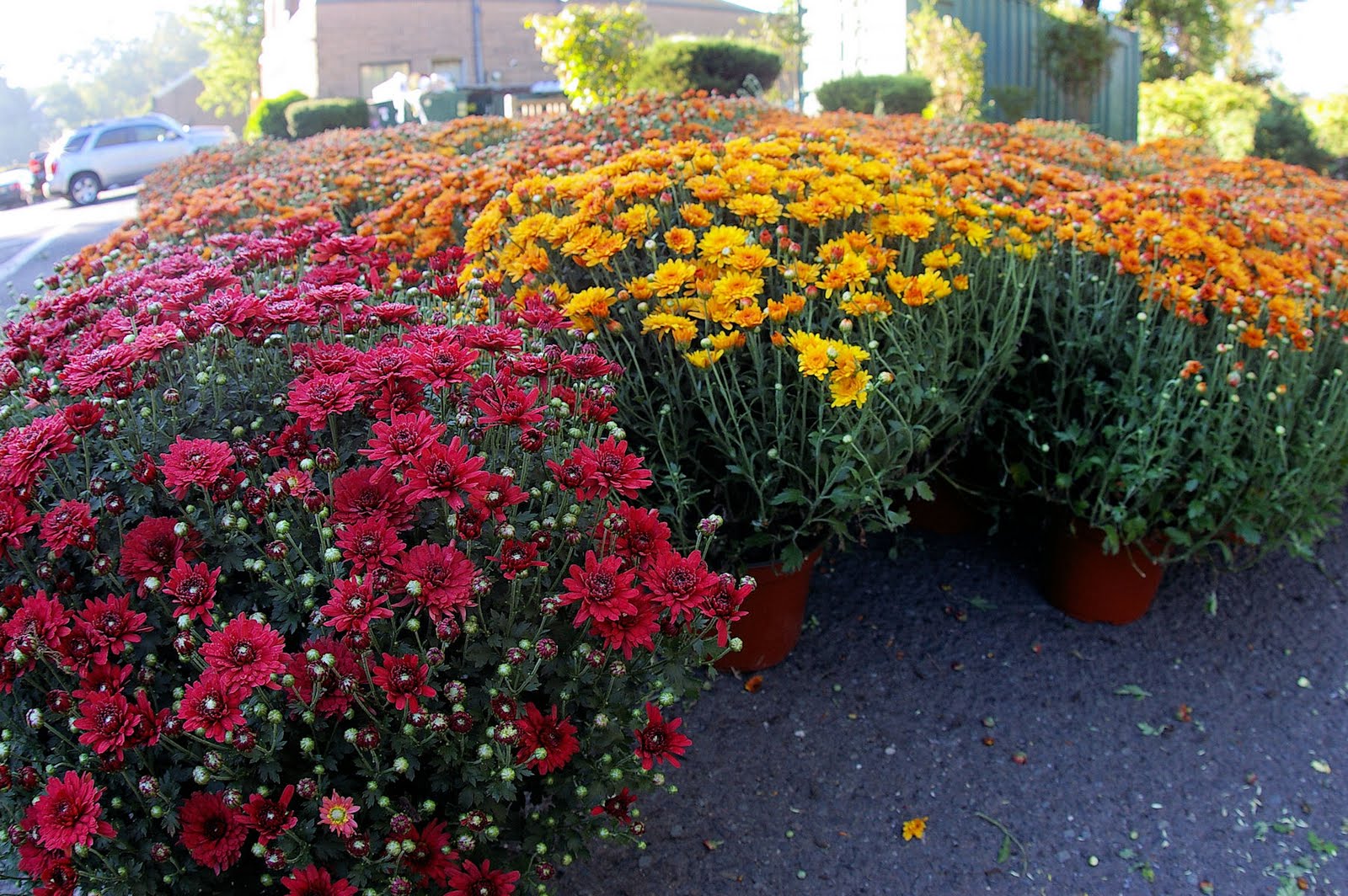 Bogota Blog NJ Mum Sale