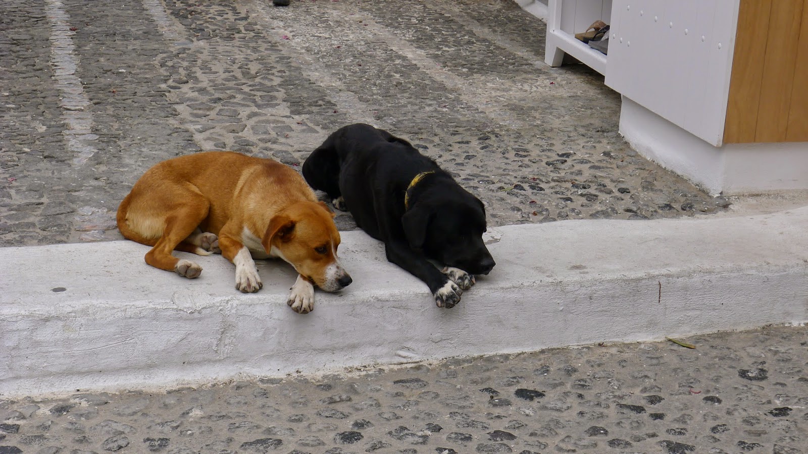 Greek Dogs